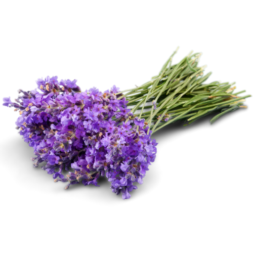 fresh lavender flower violet