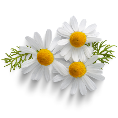 Chamomile flower white yellow