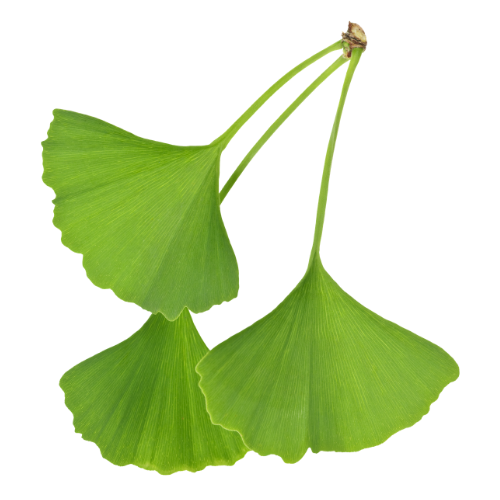 Gingko Biloba leaf