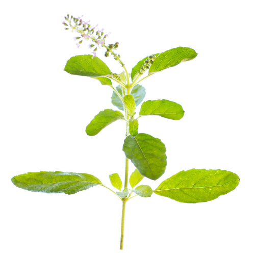 holy basil leaf flower green