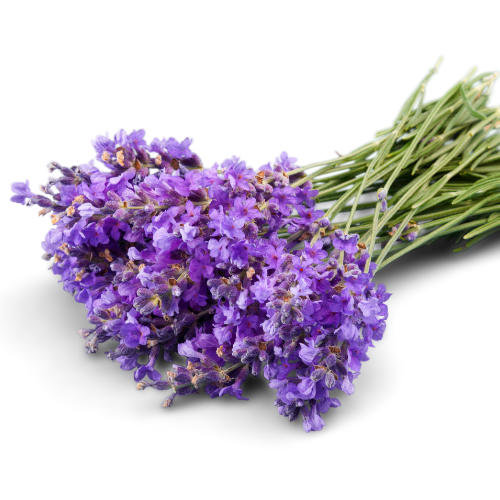 fresh Lavender flower violet