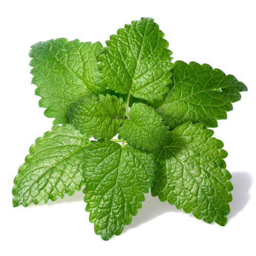 Lemon balm leaves green