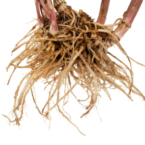 Valerian root stems brown