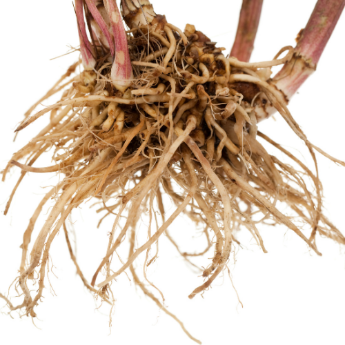 fresh brown valerian root bark in white background