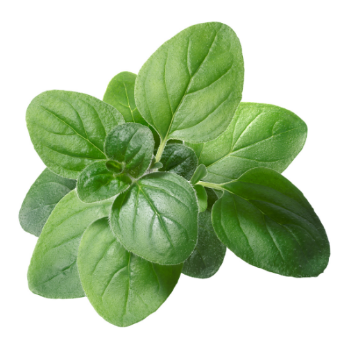 oregano green leaves