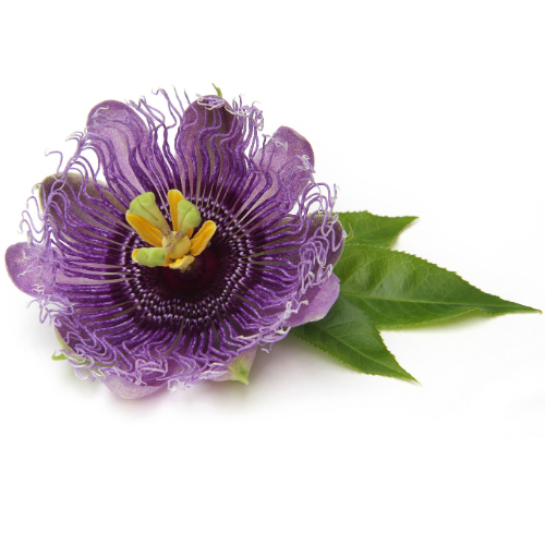 fresh passionflower violet