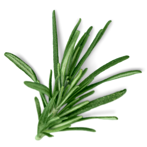 rosemary green leaves