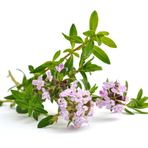 thyme flower with green leaves