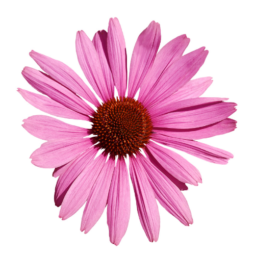 Echinacea pink Flower
