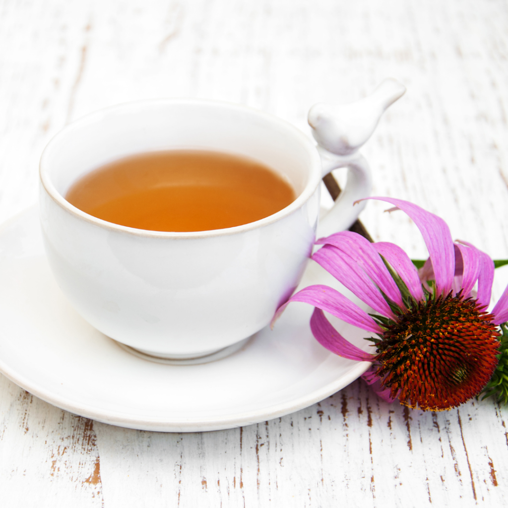 Echinacea Flower Teain white tea cup with hot water