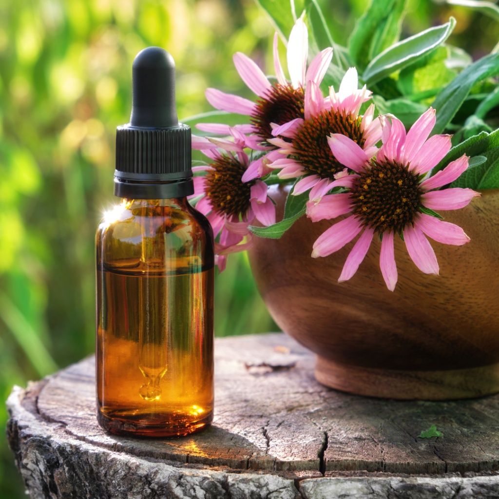 Echinacea Tincture Dropper with Flower on a brown flower pot