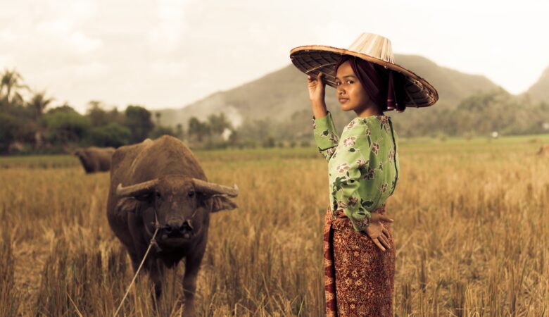 Tamaraw Bull and Filipina Standing in a Field